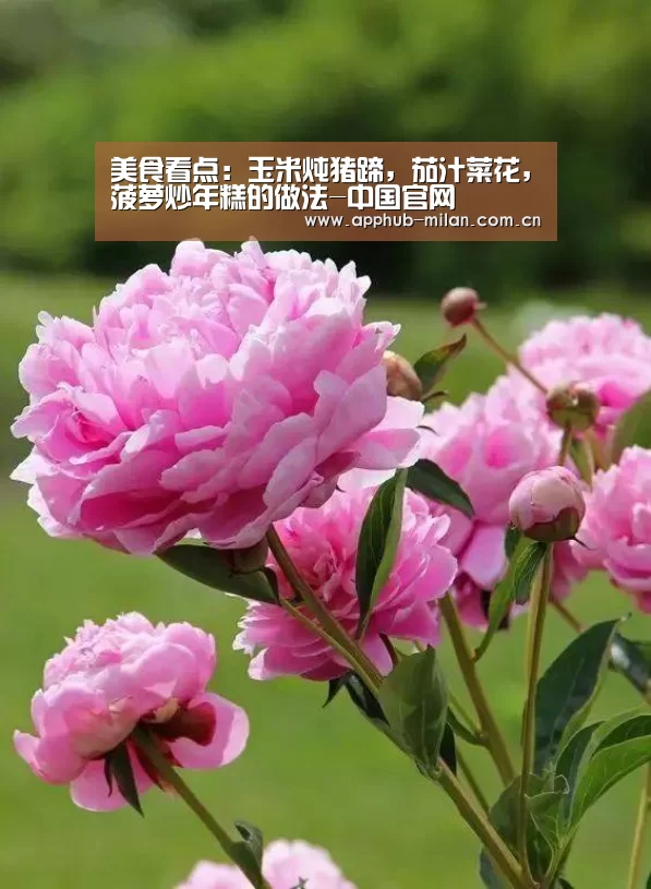 官方网站